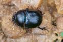 Geotrupes sp (a Dor Beetle).jpg
